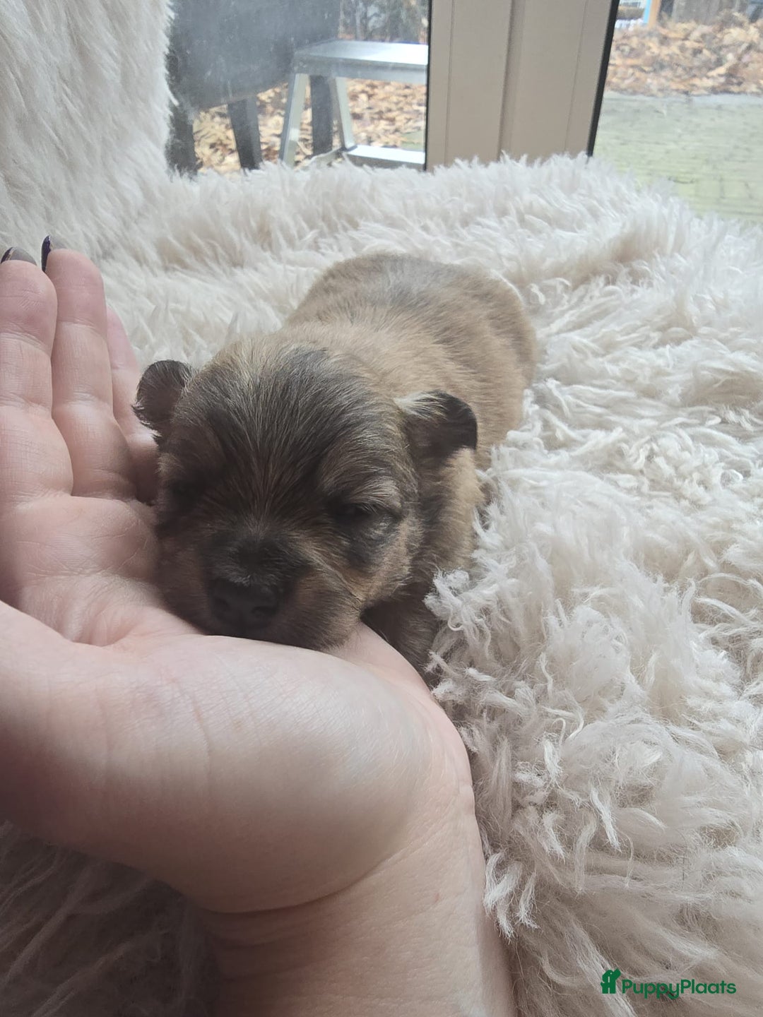 Pomchi honden te koop: Pomchi/pomeriaan - Advertentie 7