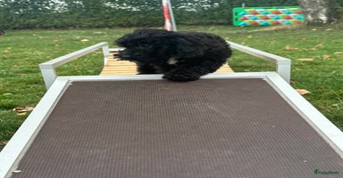 Cockapoo honden in Kessel - Advertentie 12
