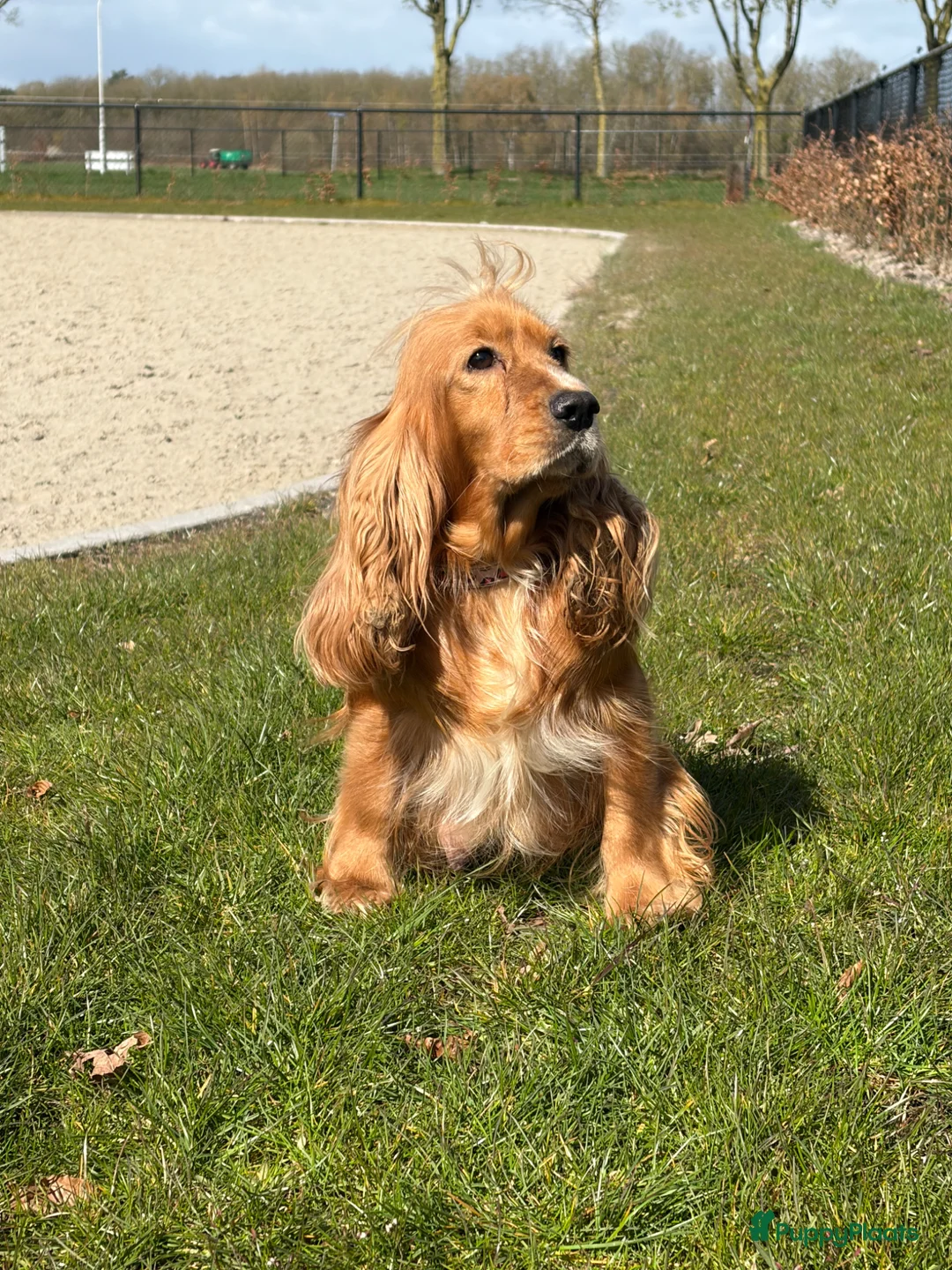 Cockapoo honden te koop: Super leuke cockapoo pups  in Meijel - Advertentie 1