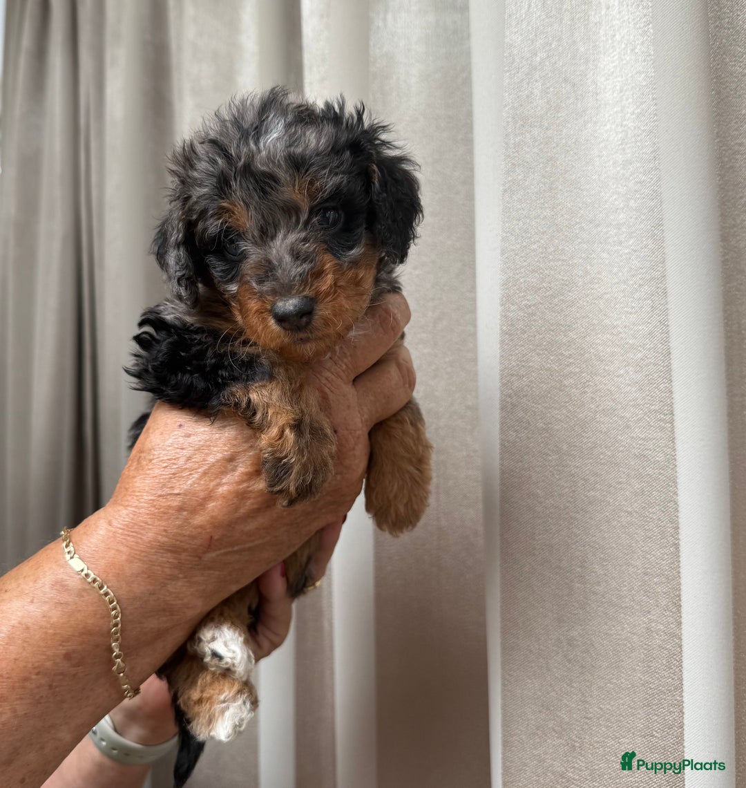 Labradoodle honden te koop: Knuffelhondjes - Afbeelding 8