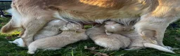Golden Retriever honden te koop: Lieve Golden Retriever pups  - Advertentie 6