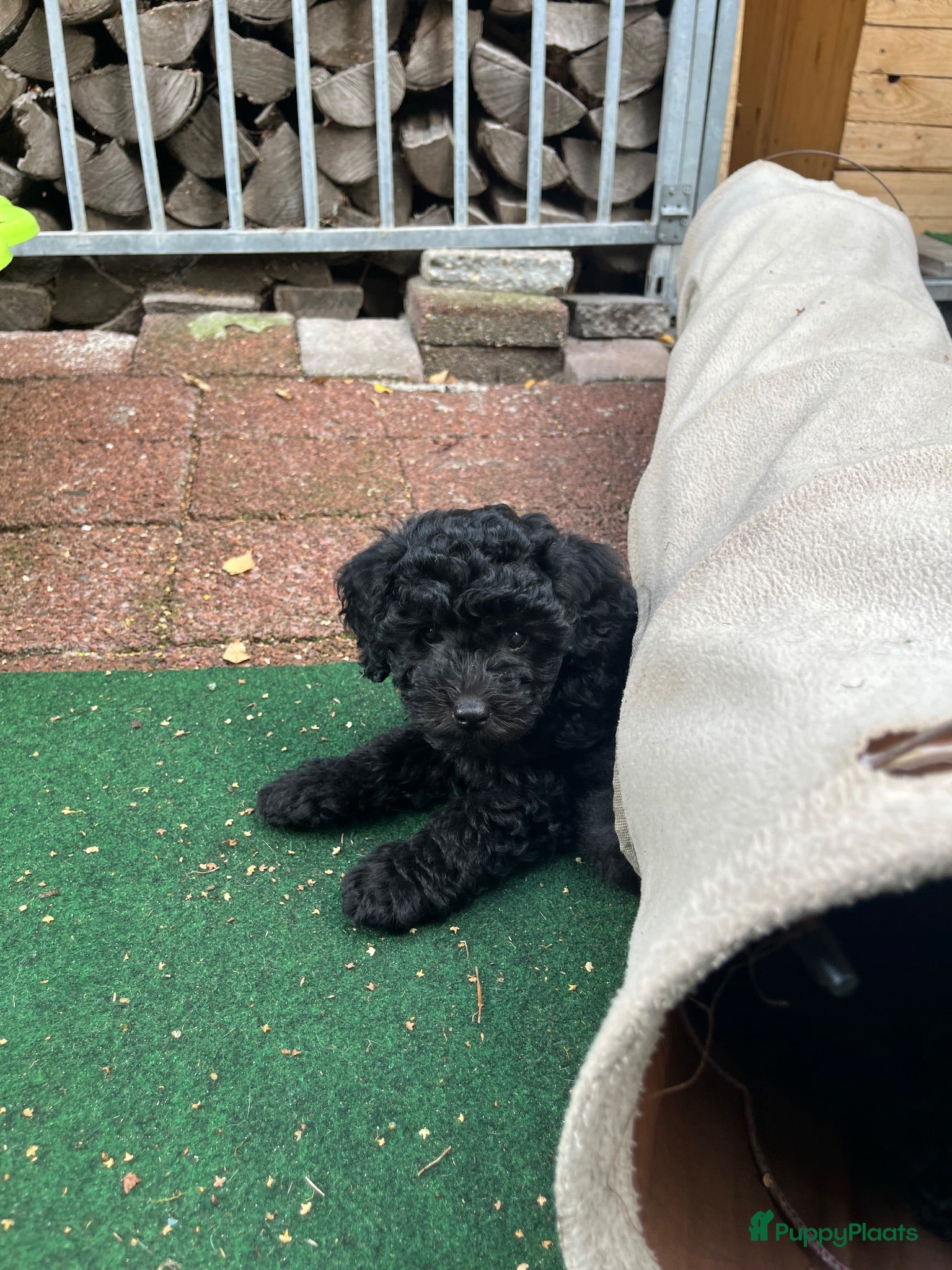 Poedel Toy honden Toypoedel - Advertentie 9