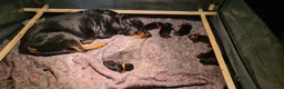 Rottweiler honden te koop: Rottweiler puppies *momenteel allen gereserveerd  - Advertentie 15