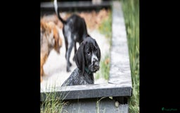 Duitse Staande Hond Draadhaar honden te koop: Duitse staande ruwhaar/draadhaar  - Afbeelding 6