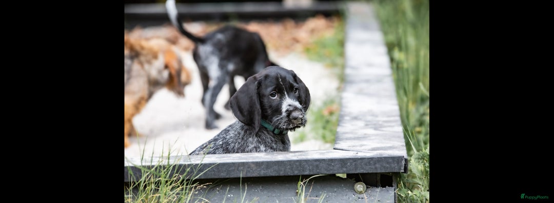 Duitse Staande Hond Draadhaar honden te koop: Duitse staande ruwhaar/draadhaar  - Afbeelding 6