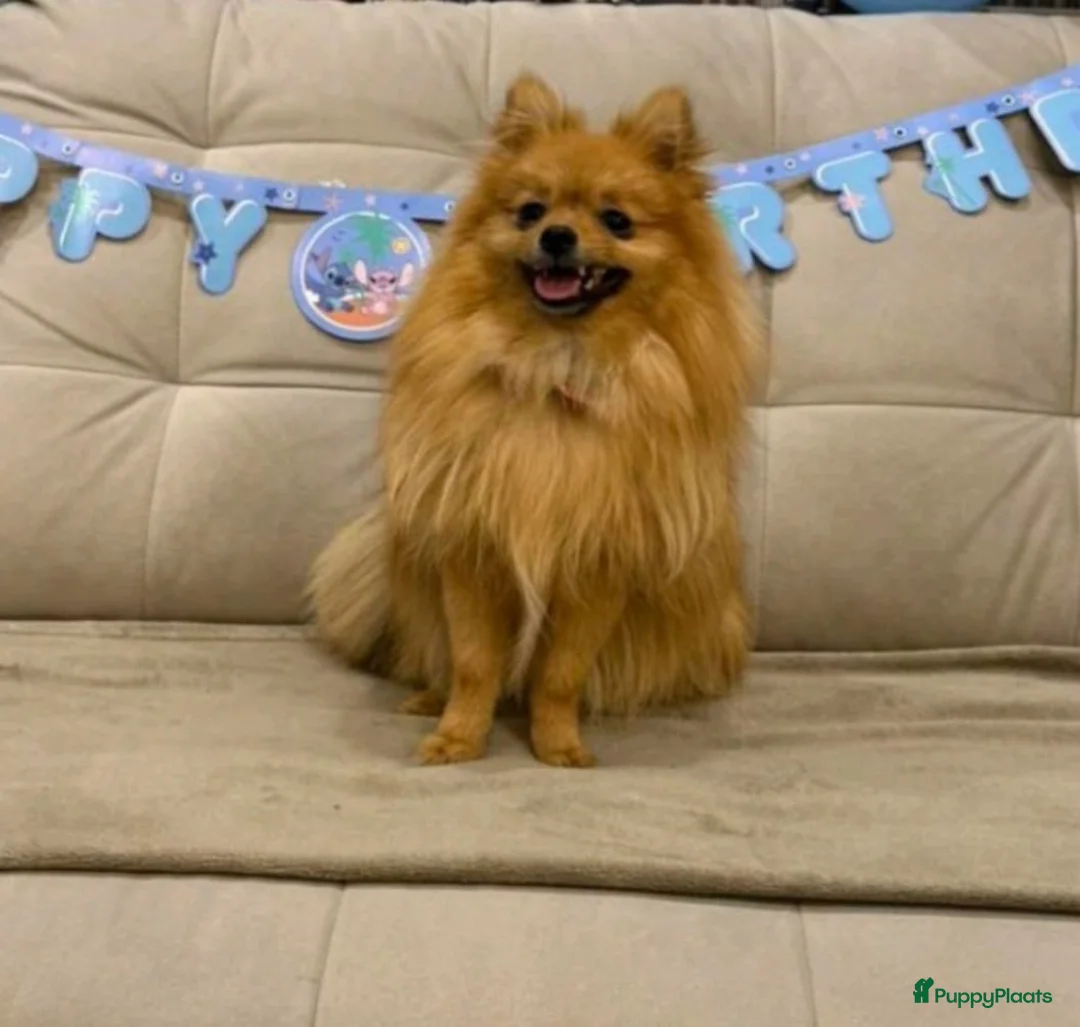 Pomeriaan honden te koop: drie pluizige baby's - Advertentie 9