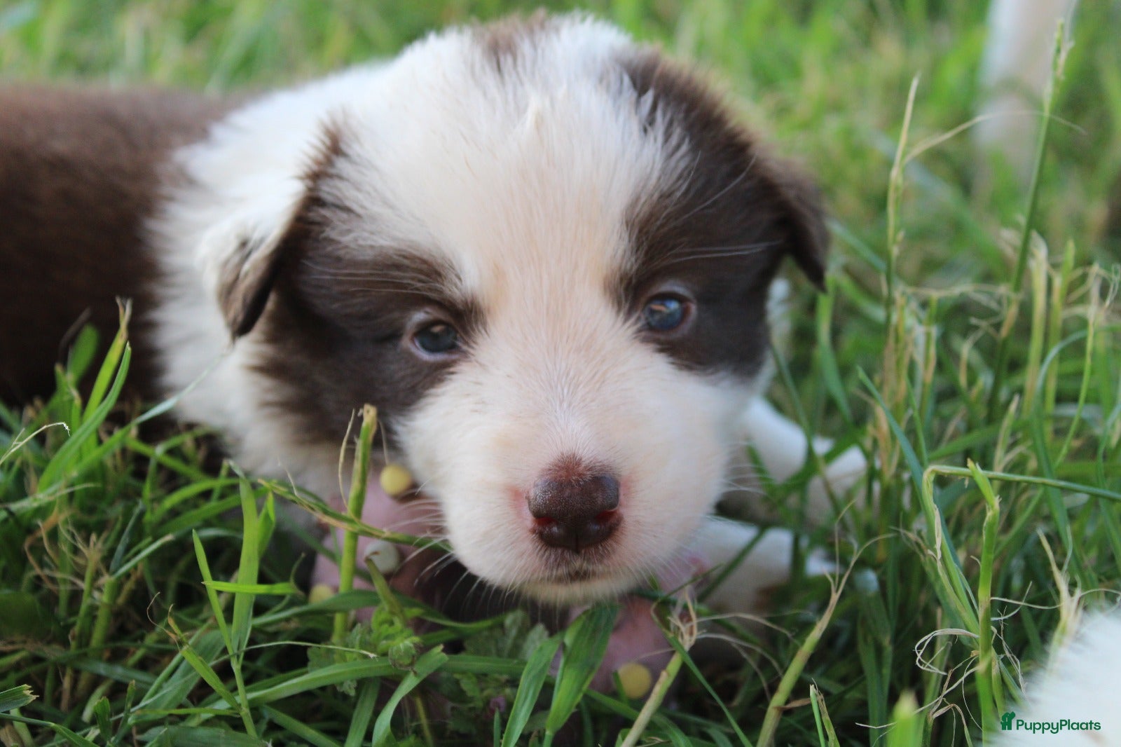 Border Collie honden te koop: Mooie speciale lieve Merle puppies - Advertentie 26