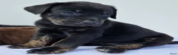 Kruising honden te koop: Kruising bullador x labrador - Advertentie 3