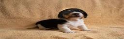 Ruwhaar Teckel honden te koop: Nest Ruwhaar Piebald Dwergteckels - Advertentie 7