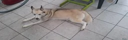 Siberische Husky honden te koop: Husky teef  - Advertentie 1