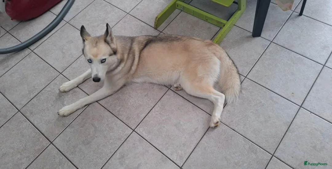 Siberische Husky honden te koop: Husky teef  - Advertentie 1