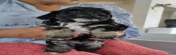 Kruising honden te koop: Prachtige pups - Advertentie 12