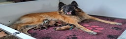 Tervuerense Herder honden te koop: Tervuerense herder pups met stamboom - Advertentie 1