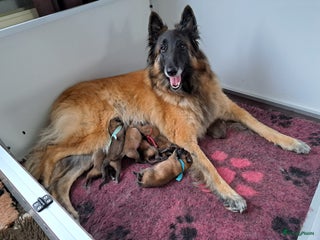 Tervuerense Herder honden Tervuerense herder pups met stamboom - Advertentie 2