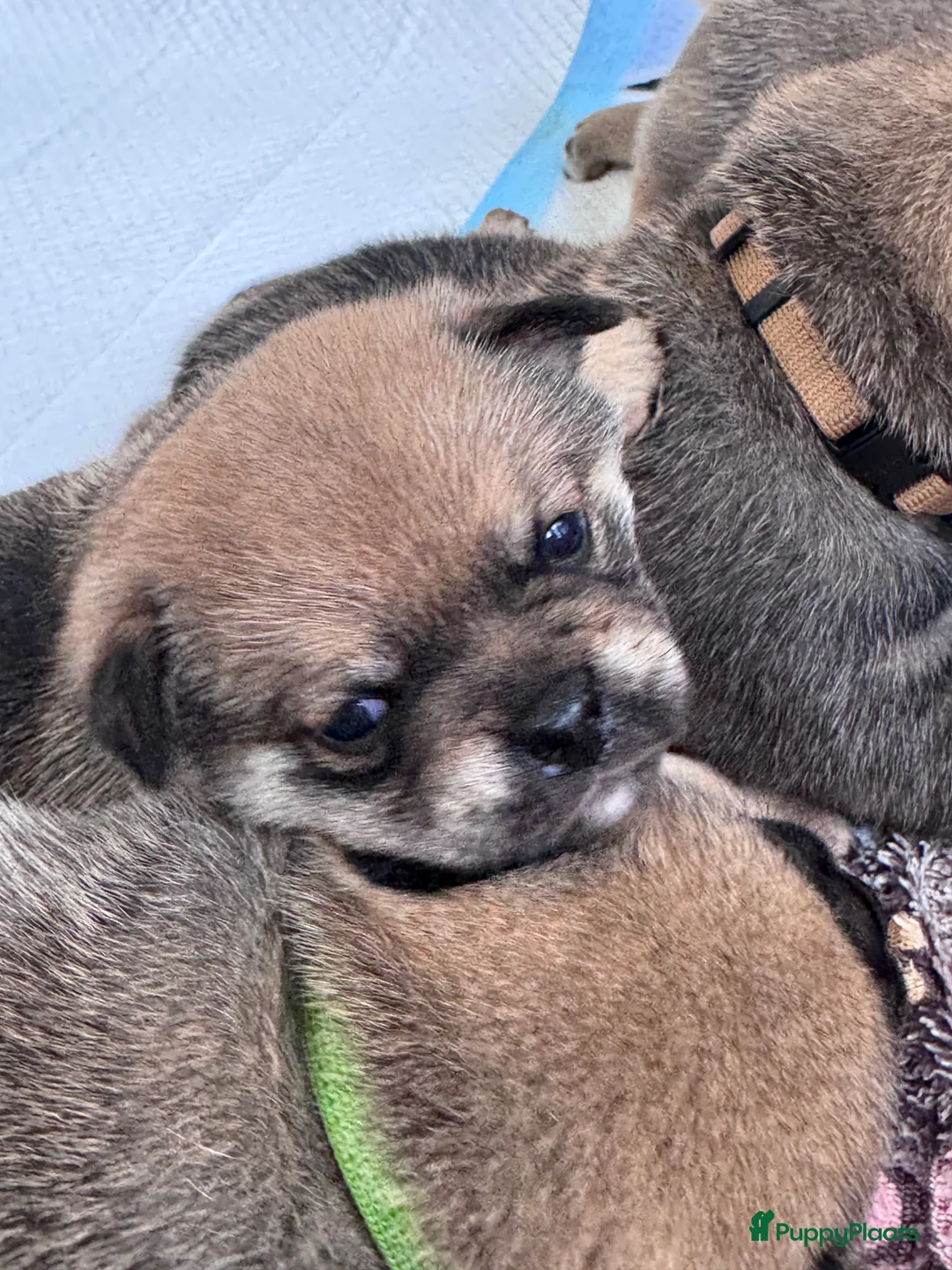 Retromops honden te koop: Prachtige retromopsjes - Advertentie 5