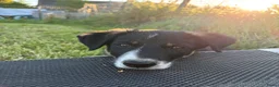Border Collie honden te koop: Border collie Reutje met fci stamboom - Advertentie 4