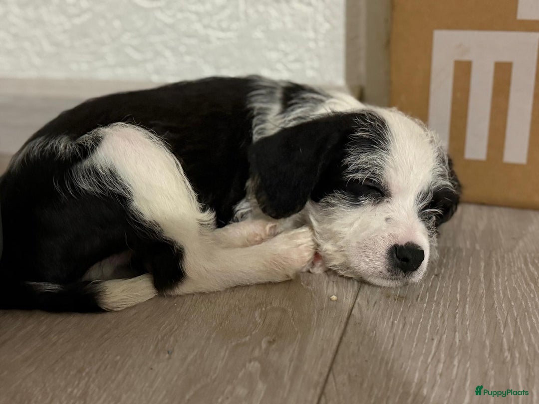 Kruising honden te koop: Eenmalig  engelse staff en lagotto romagnolo mix  - Advertentie 12