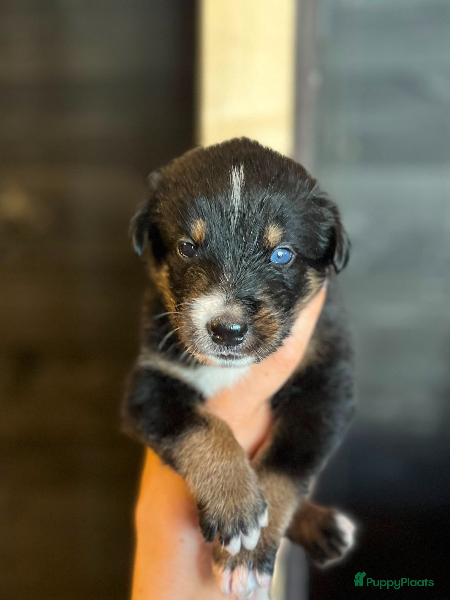 Berner Sennenhond honden Bernersennen pups  - Advertentie 3