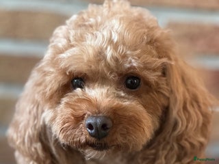 Poedel Toy honden Toy Poedel pups - Advertentie 1