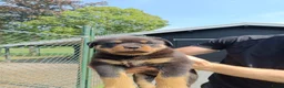 Rottweiler honden te koop: Prachtige Rottweiler Teefjes - Advertentie 5