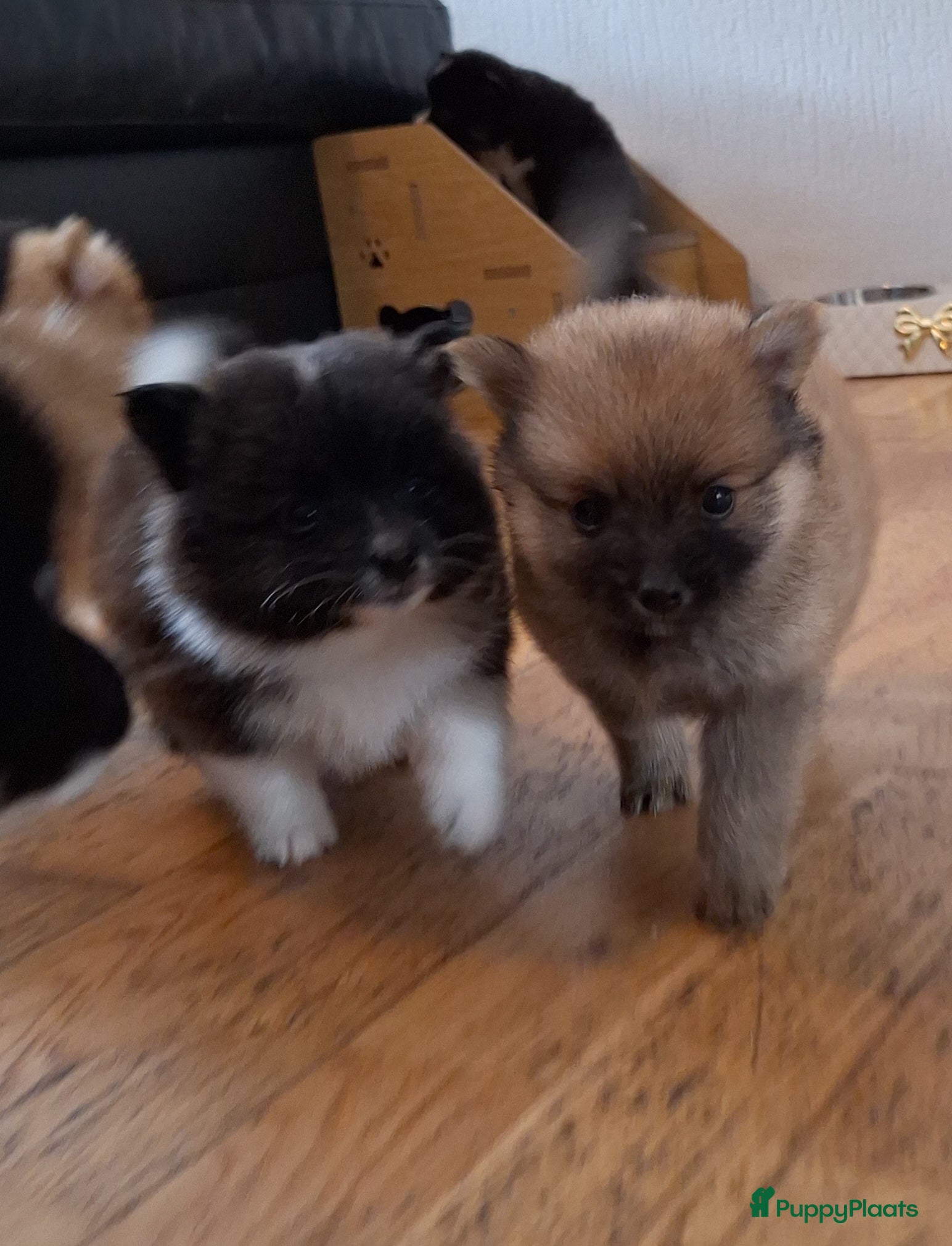 Pomsky honden te koop: Mellow 💙 F1b pomsky reu - Advertentie 4
