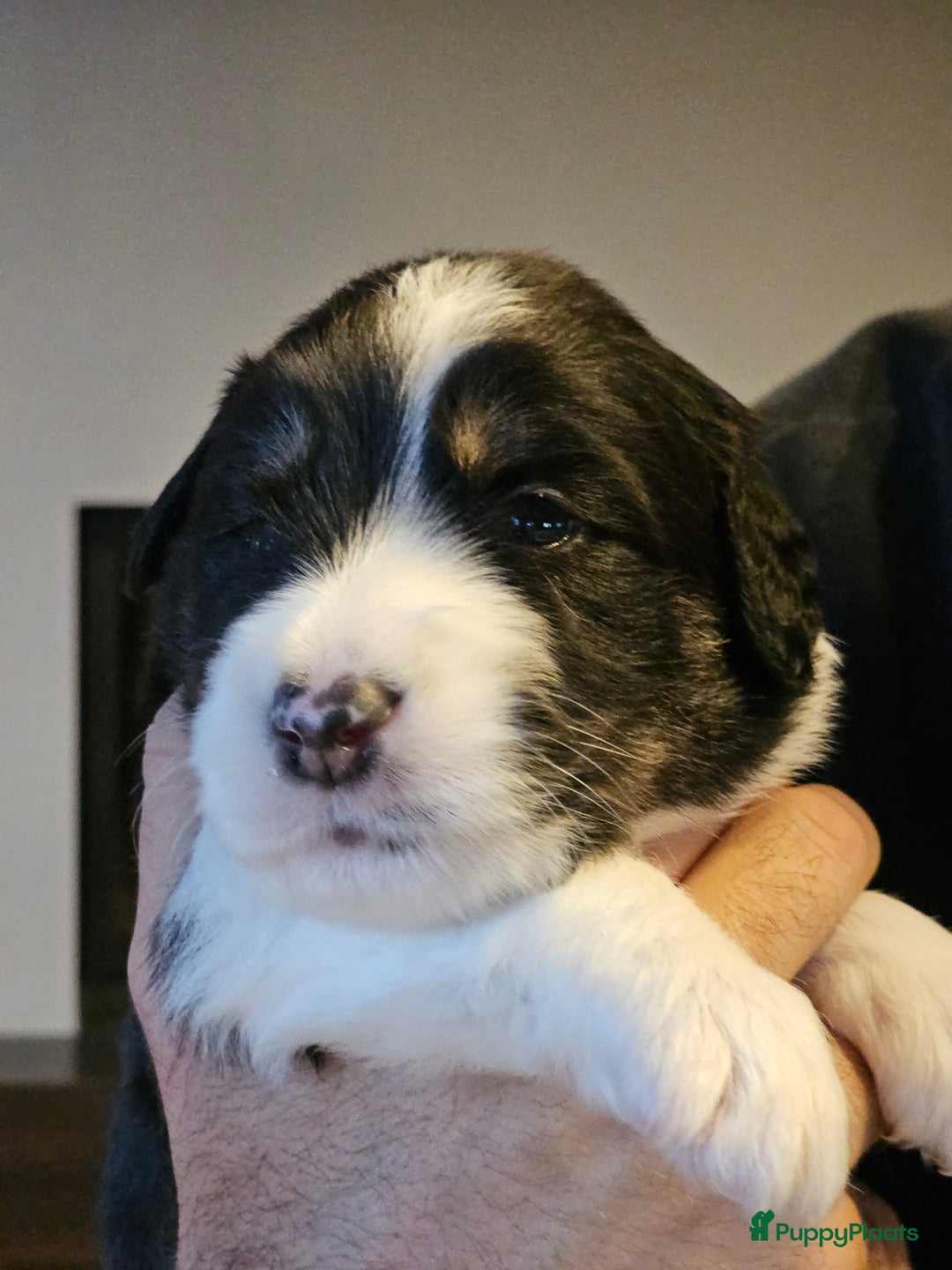 Kruising honden te koop: 🐾 Labradoodle x Australische Herder Pups 🐾 - Advertentie 12