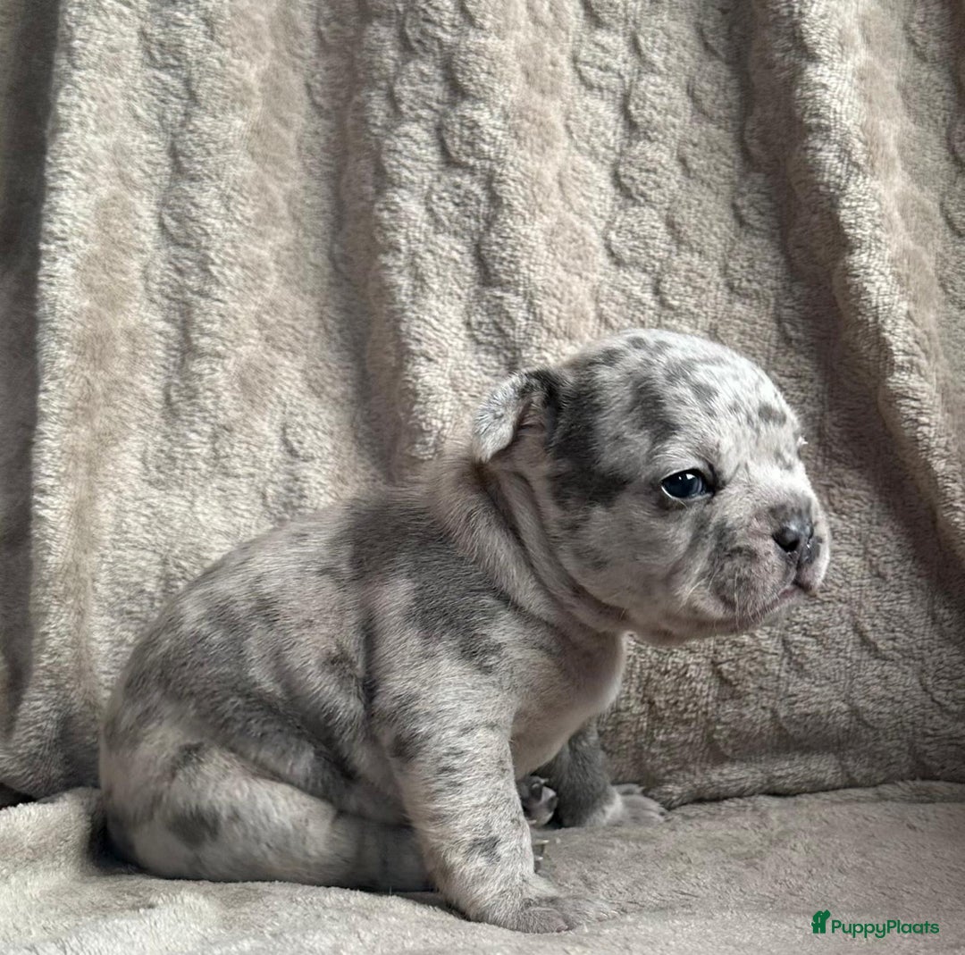 Franse Bulldog honden te koop: Franse Bulldog pups - Advertentie 6