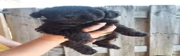 Kruising honden te koop: Prachtige dwerg/toy poedel puppys - Advertentie 6