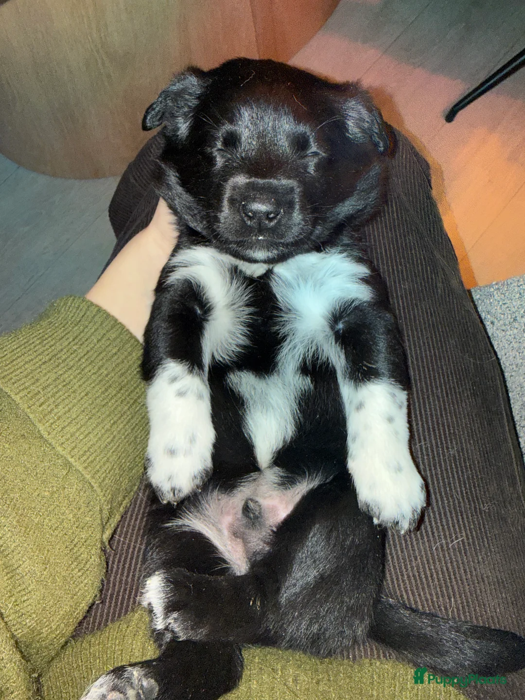 Kruising honden te koop: Lieve friese stabij x Labrador pups te koop - Advertentie 1