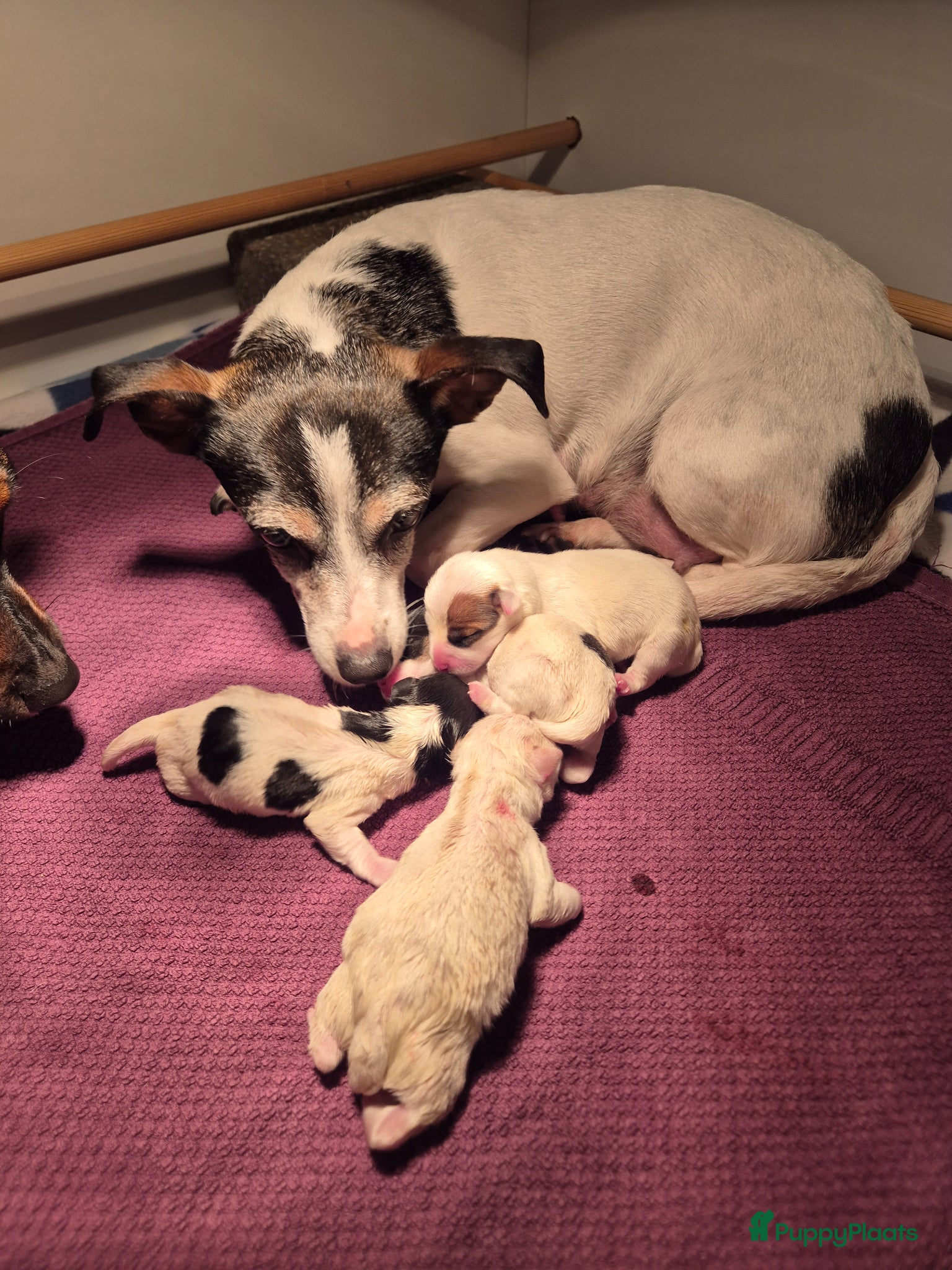Jack Russel Terriër honden Jack Russel pups - Advertentie 1