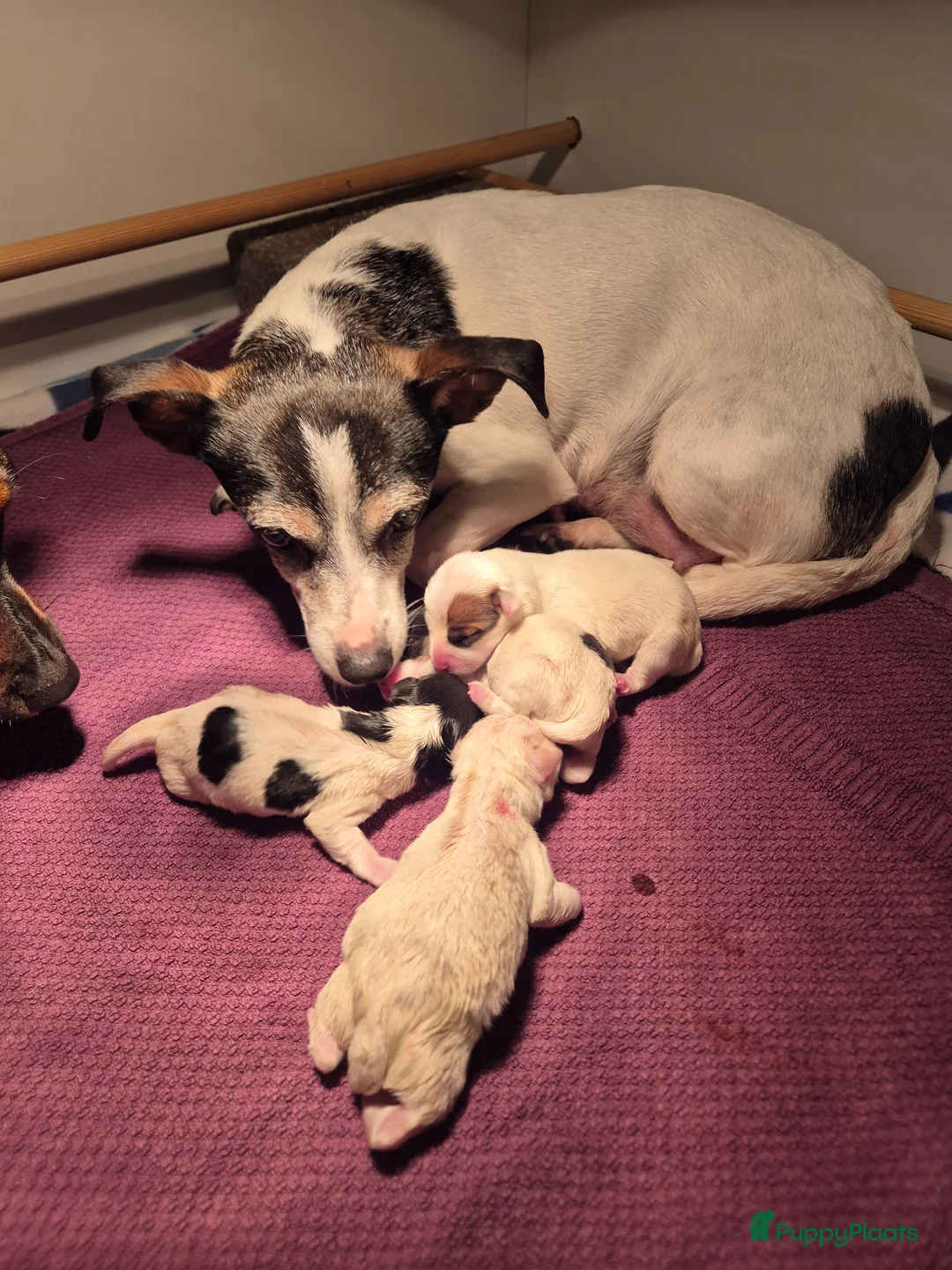 Jack Russel Terriër honden te koop: Jack Russel pups - Advertentie 1