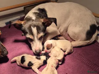 Jack Russel Terriër honden Jack Russel pups - Advertentie 1