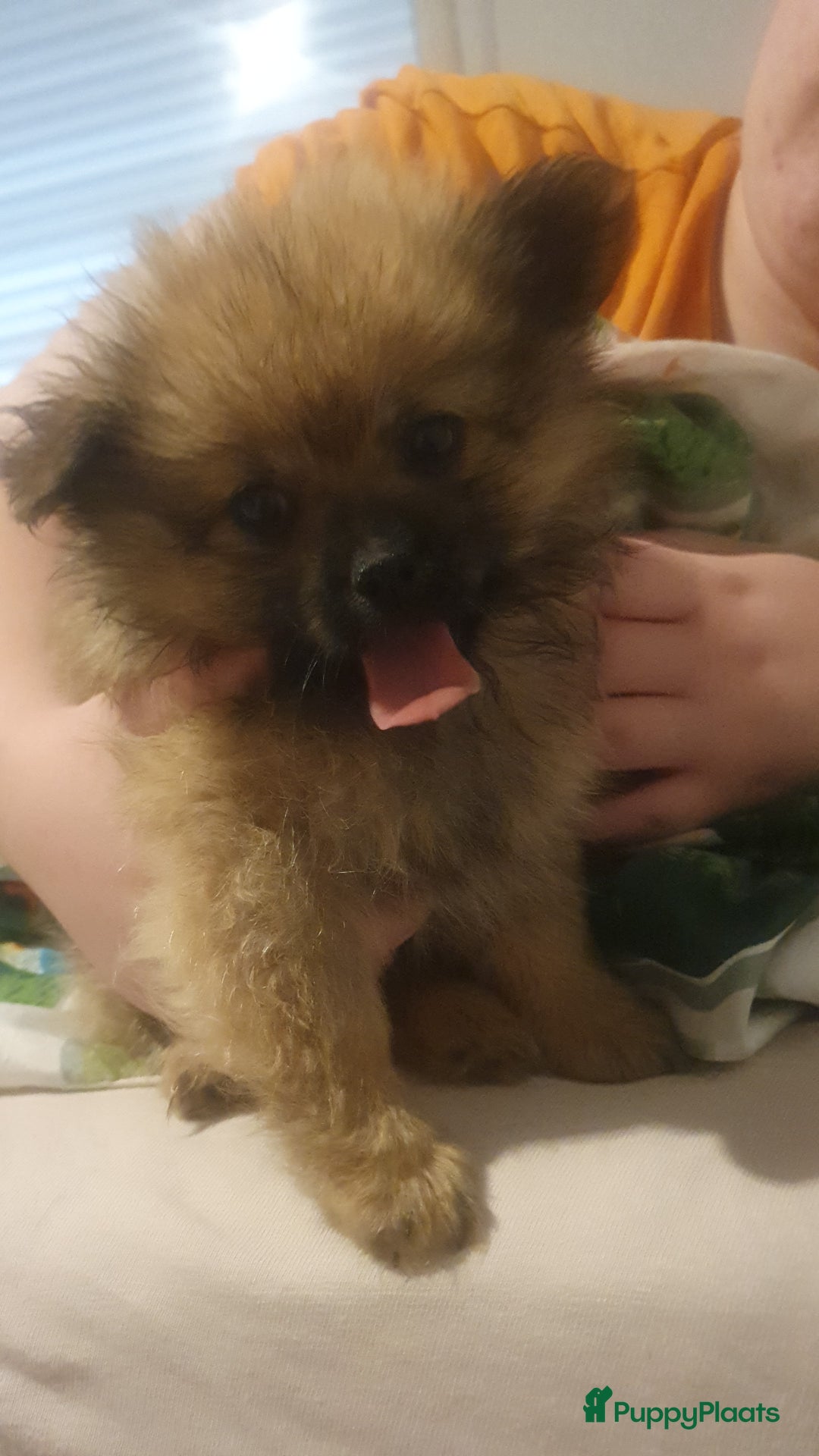 Pomeriaan honden te koop: Te koop pomerianpups - Afbeelding 4