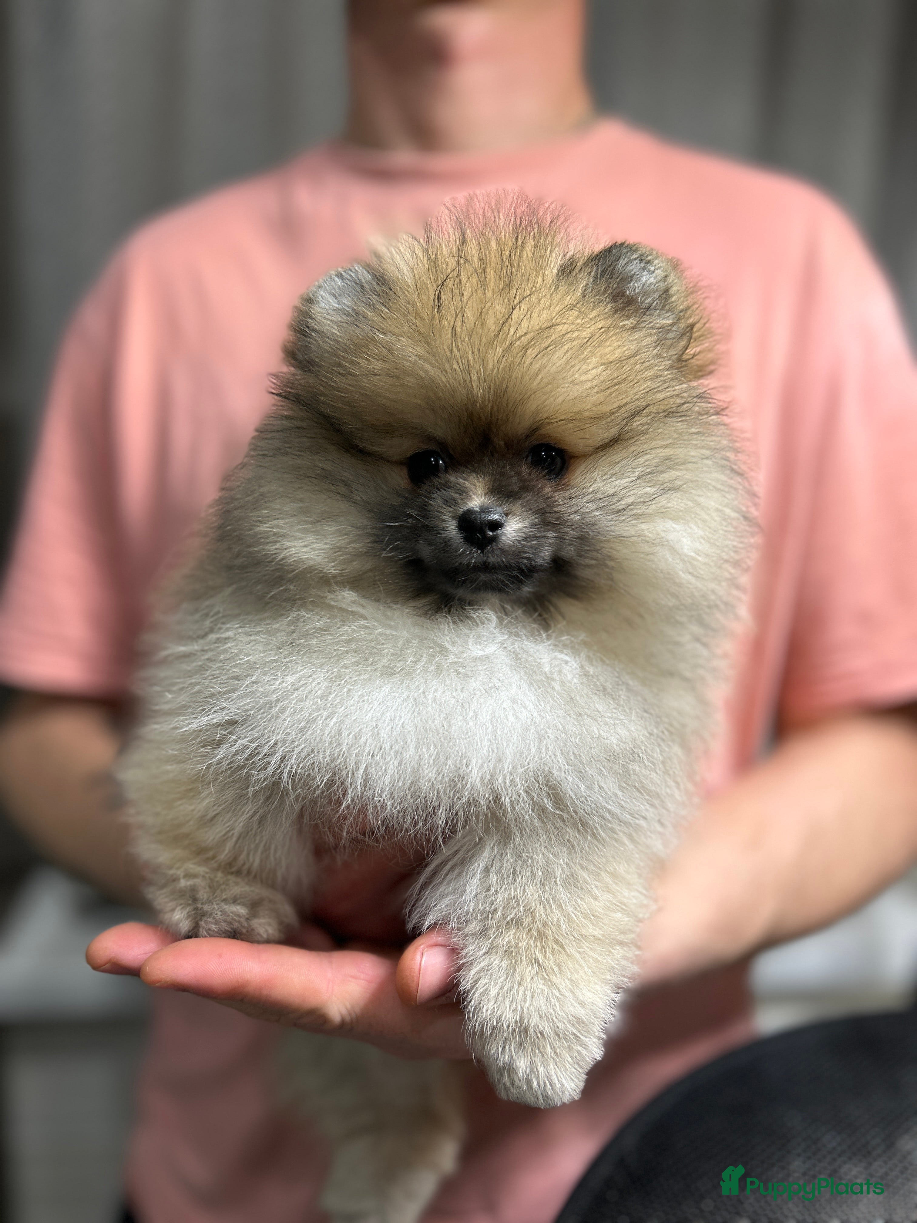 Pomeriaan honden ❤️Pomeranian❤️ - Advertentie 18
