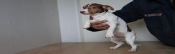 Jack Russel Terriër honden te koop: Mega Mooie jacks te koop - Advertentie 18