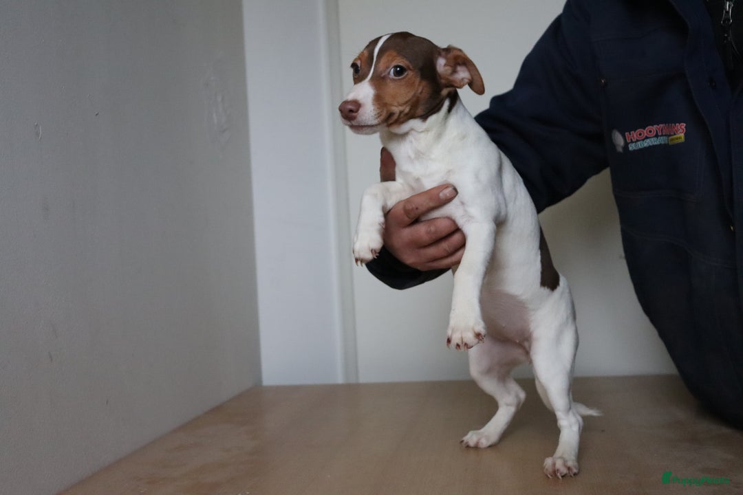 Jack Russel Terriër honden te koop: Mega Mooie jacks te koop - Advertentie 18