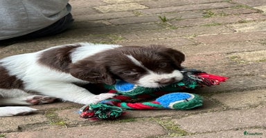 Drentsche Patrijshond honden - Advertentie 9