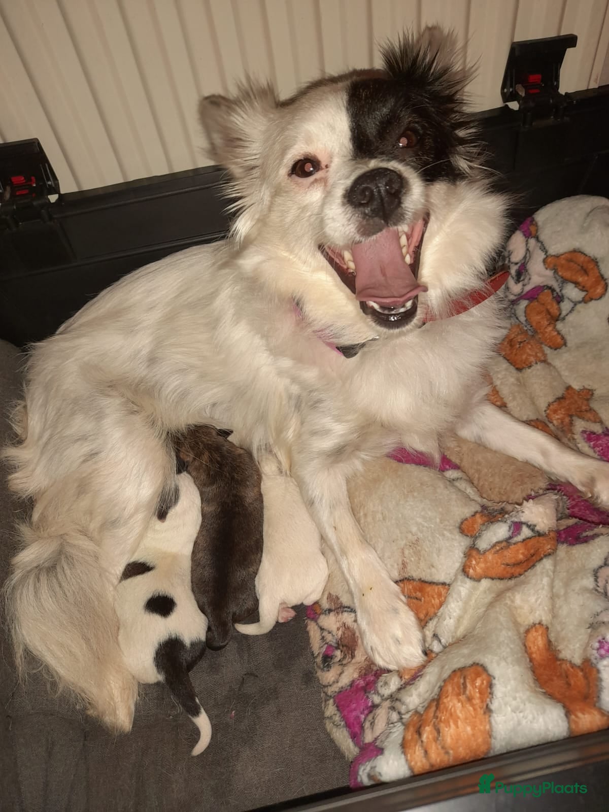 Kruising honden Jack-Chi Pups te koop - Advertentie 1