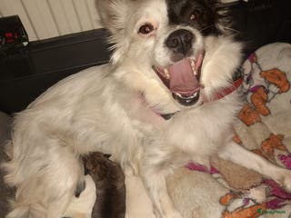 Kruising honden Jack-Chi Pups te koop - Advertentie 2