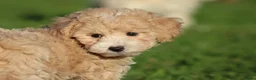 Maltipoo honden te koop: Knappe Maltipoo pups. - Advertentie 18