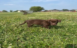 Labrador Retriever honden te koop: Lieve labrador pups - Afbeelding 4