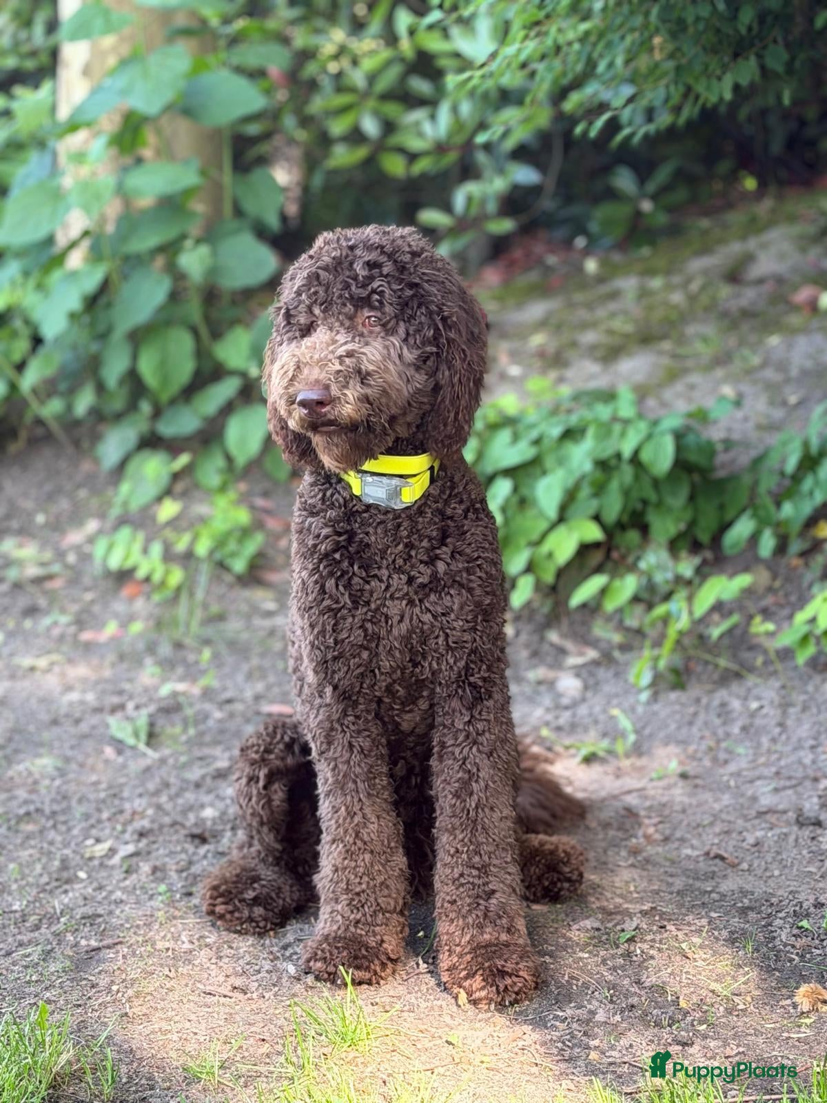 Labradoodle honden 8 mnd Labradoodle zoekt warm thuis - Advertentie 2
