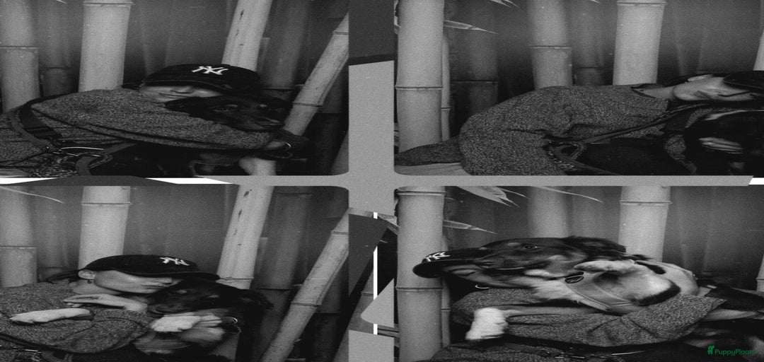 Galerij afbeelding {{count}}