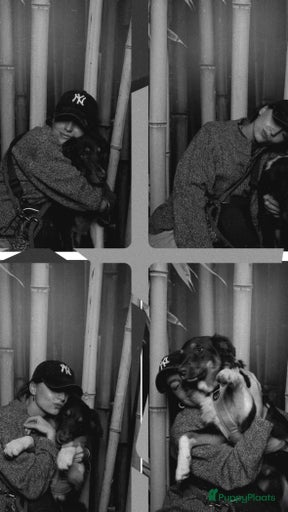 Galerij afbeelding {{count}}