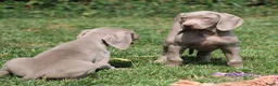 Weimarse Staande Hond korthaar honden te koop: Weimaraner pups - Advertentie 10