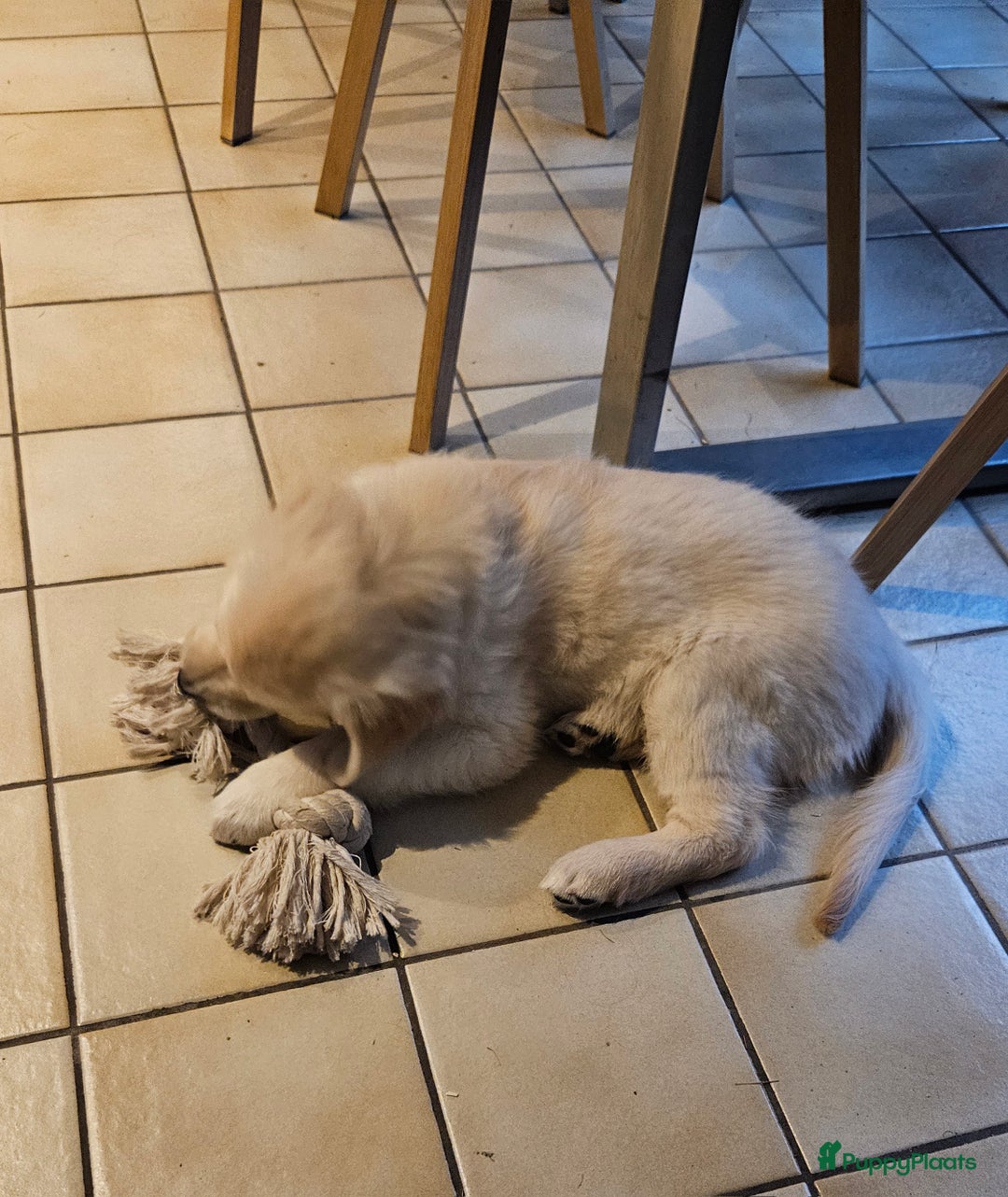 Golden Retriever honden te koop: Golden retriever pup - Advertentie 3