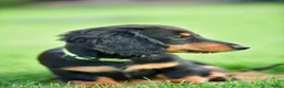 Teckel (langhaar) honden te koop: Teckel Niek -Black and Tan-dwerg-langhaar-stamboom - Advertentie 3