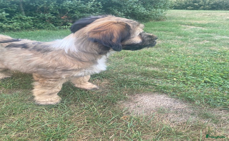 Tibetaanse Terriër honden - Advertentie 2