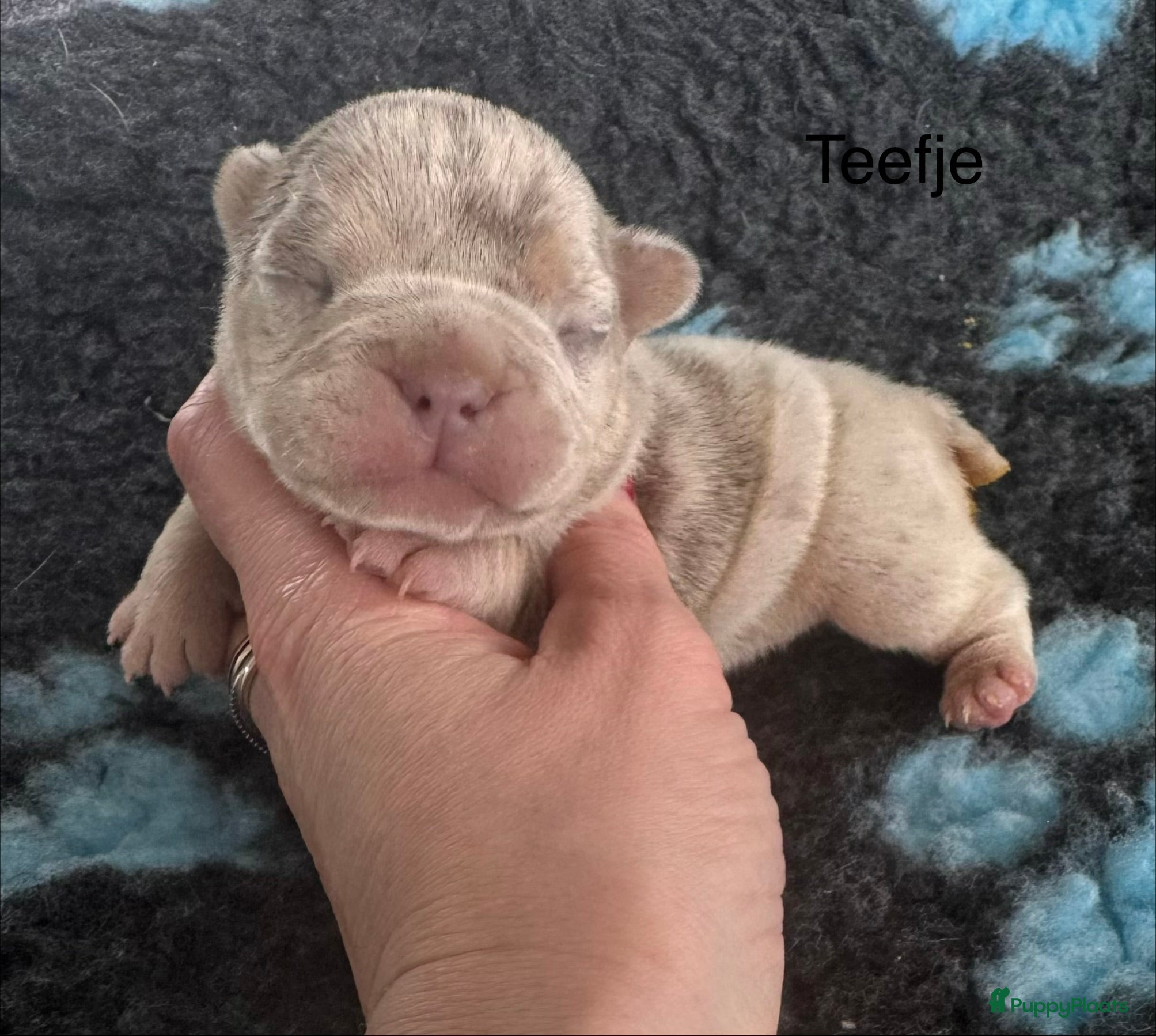 Franse Bulldog honden Unieke Franse Bulldog pups  - Advertentie 1