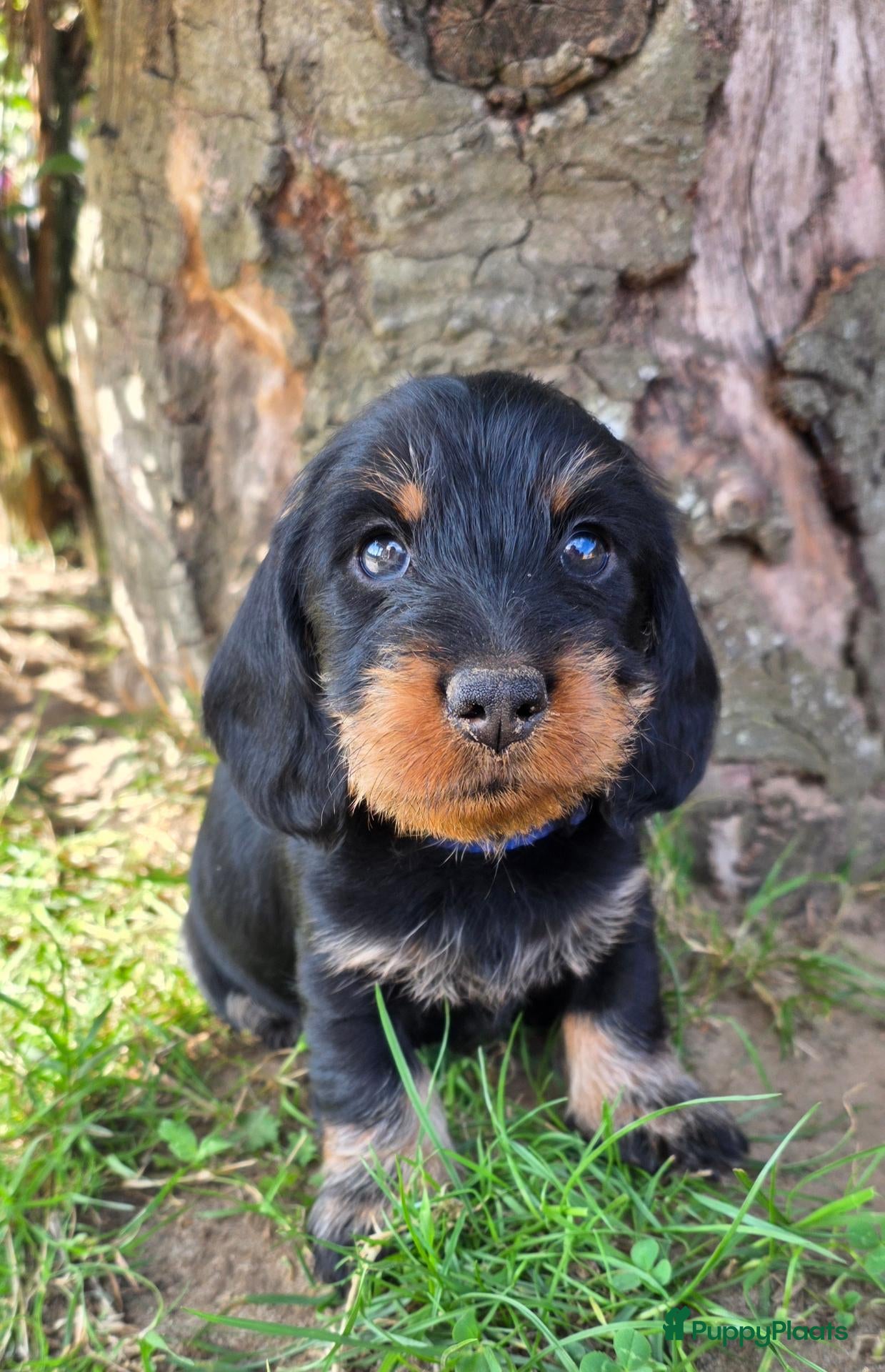 Ruwhaar Teckel honden Standaard Ruwharige Teckelpups met FCI stamboom  - Advertentie 15